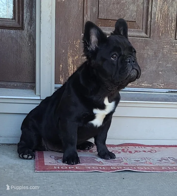 Eddie – French Bulldog puppy for sale in Cairo, MO