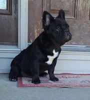 Eddie, a male French Bulldog for sale in Cairo, MO – Photo 1 of 9