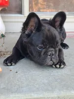 Eddie, a male French Bulldog for sale in Cairo, MO – Photo 5 of 9