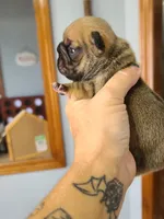 Thelma, a female French Bulldog for sale in Cairo, MO – 2 of 4