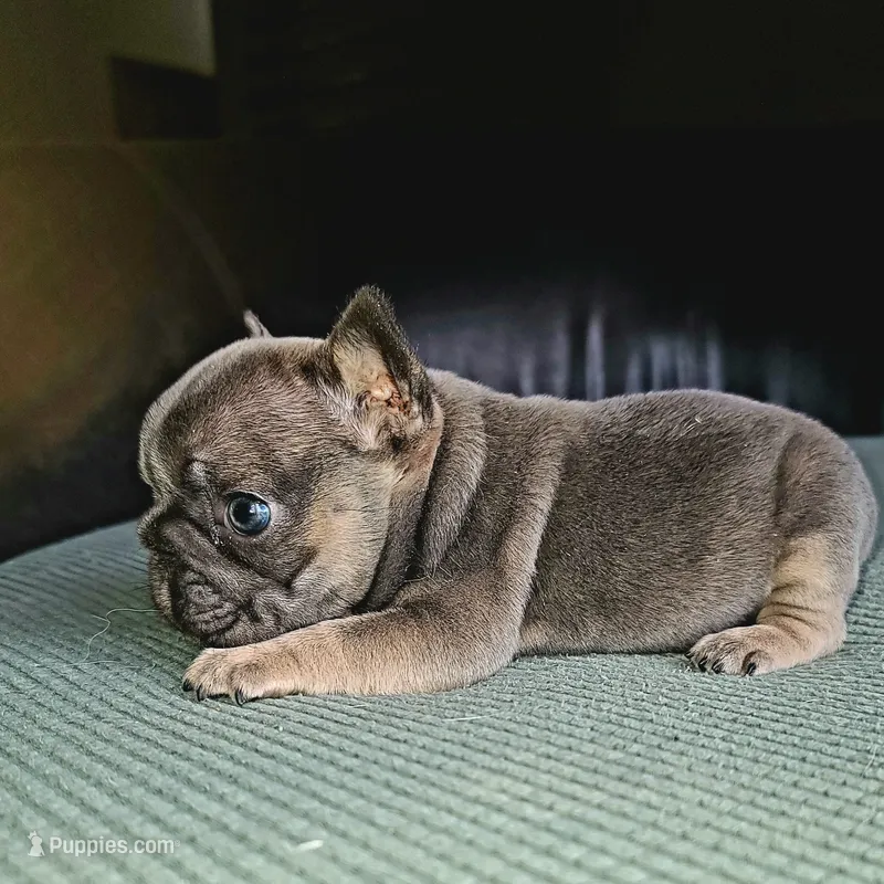 Louise – French Bulldog puppy for sale in Cairo, MO