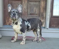Hoggle, a male French Bulldog for sale in Cairo, MO – 3 of 3