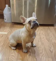 Pinky EE kyky coco Dd ayat m, a male French Bulldog for sale in Cairo, MO – 8 of 10