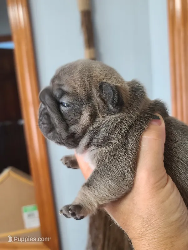 Louise – French Bulldog puppy for sale in Cairo, MO