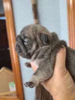 Louise, a female French Bulldog for sale in Cairo, MO – 1 of 4