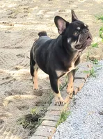 Gator DNA int, EmE kyky atat DD coco L4, a male French Bulldog for sale in Cairo, MO – 2 of 3