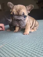 Thelma Bb, co, Dd, pinkx1, intx1, aya, a female French Bulldog for sale in Cairo, MO – 3 of 10