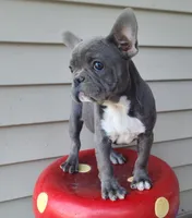 Toby, a female French Bulldog for sale in Cairo, MO – 3 of 5