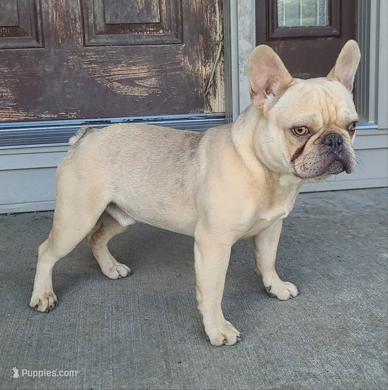 Pinky EE kyky coco Dd ayat m – French Bulldog puppy for sale in Cairo, MO