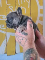 Louise, a female French Bulldog for sale in Cairo, MO – 4 of 10