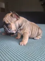 Thelma Bb, co, Dd, pinkx1, intx1, aya, a female French Bulldog for sale in Cairo, MO – 2 of 10