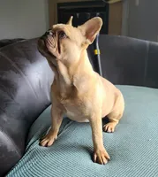 Brain, a male French Bulldog for sale in Cairo, MO – 2 of 10