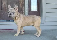 Jareth, a male French Bulldog for sale in Cairo, MO – 4 of 4