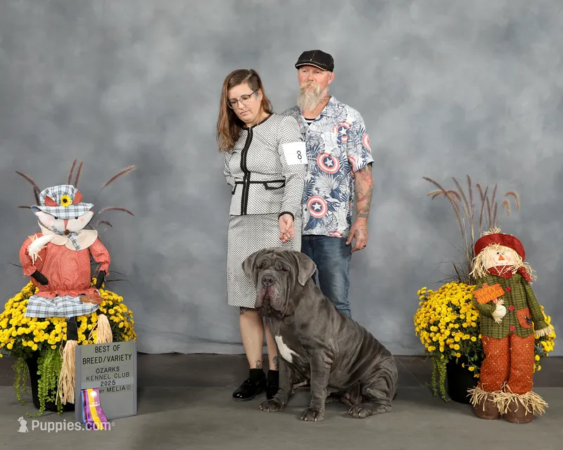 Maeve – Neapolitan Mastiff puppy for sale in Cairo, MO