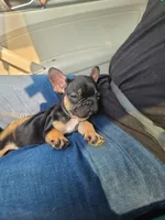 William, a male French Bulldog for sale in Cairo, MO – 3 of 6
