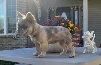 Agatha DNA EmE kyky ayay dd merle, a female French Bulldog for sale in Cairo, MO – 2 of 6