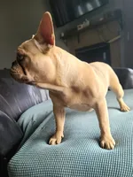 Pinky, a male French Bulldog for sale in Cairo, MO – 3 of 10