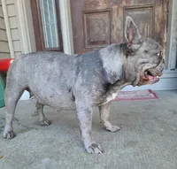 Frenzy DNA EmE kbky aya dd co L4, a female French Bulldog for sale in Cairo, MO – 3 of 5