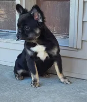 Peggy DNA intensity, EmEm kyky ata Dd co , a female French Bulldog for sale in Cairo, MO – 2 of 6