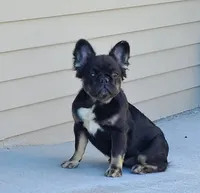 Peggy DNA intensity, EmEm kyky ata Dd co , a female French Bulldog for sale in Cairo, MO – 5 of 6