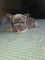 Louise, a female French Bulldog for sale in Cairo, MO – 3 of 10