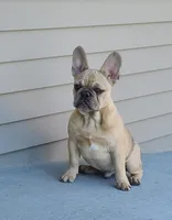 Pinky, a male French Bulldog for sale in Cairo, MO – Photo 7 of 9