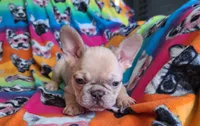 Pinky, a male French Bulldog for sale in Cairo, MO – Photo 7 of 10
