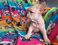 Pinky, a male French Bulldog for sale in Cairo, MO – Photo 3 of 10