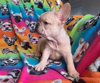 Pinky, a male French Bulldog for sale in Cairo, MO – Photo 5 of 10