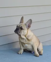 Pinky, a male French Bulldog for sale in Cairo, MO – Photo 3 of 9