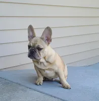 Pinky, a male French Bulldog for sale in Cairo, MO – Photo 5 of 9
