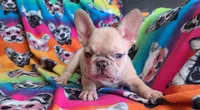 Pinky, a male French Bulldog for sale in Cairo, MO – Photo 6 of 10