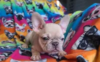 Pinky, a male French Bulldog for sale in Cairo, MO – Photo 4 of 10