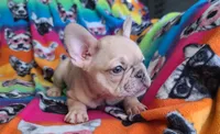 Pinky, a male French Bulldog for sale in Cairo, MO – Photo 9 of 10