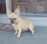 Pinky, a male French Bulldog for sale in Cairo, MO – Photo 2 of 9