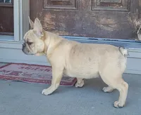 Pinky, a male French Bulldog for sale in Cairo, MO – Photo 9 of 9