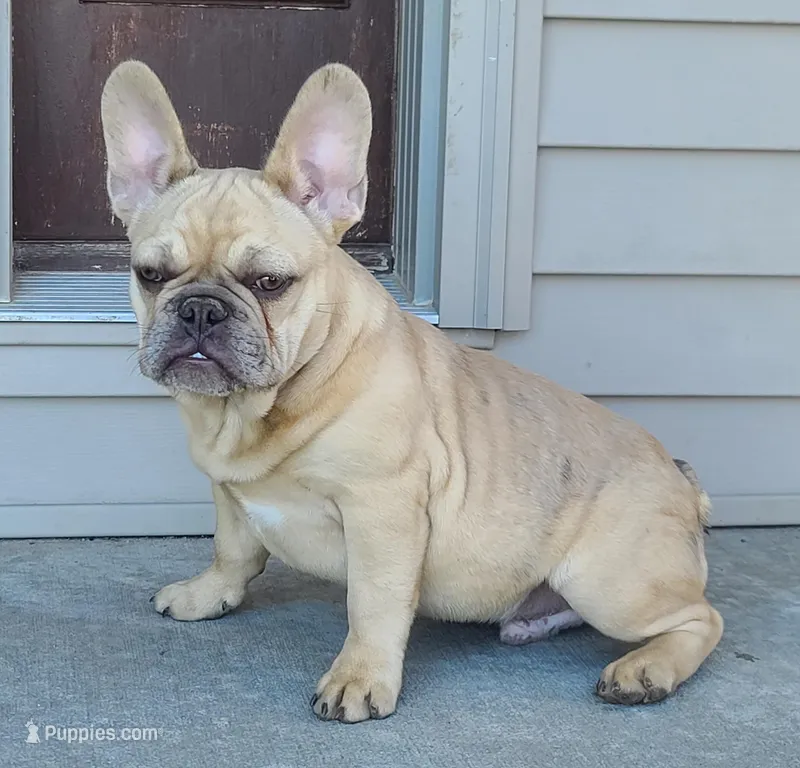 Pinky – French Bulldog puppy for sale in Cairo, MO