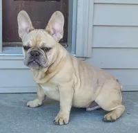 Pinky, a male French Bulldog for sale in Cairo, MO – Photo 1 of 9