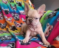 Pinky, a male French Bulldog for sale in Cairo, MO – Photo 1 of 10