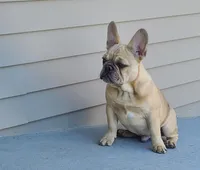 Pinky, a male French Bulldog for sale in Cairo, MO – Photo 6 of 9