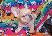 Pinky, a male French Bulldog for sale in Cairo, MO – Photo 10 of 10