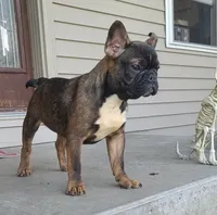 Ludo, a male French Bulldog for sale in Cairo, MO – 2 of 3