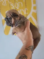 Thelma Bb, co, Dd, pinkx1, intx1, aya, a female French Bulldog for sale in Cairo, MO – 9 of 10
