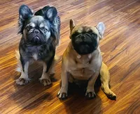 Wicket DNA int, EmE kyky ayat DD coco, a female French Bulldog for sale in Cairo, MO – 5 of 5