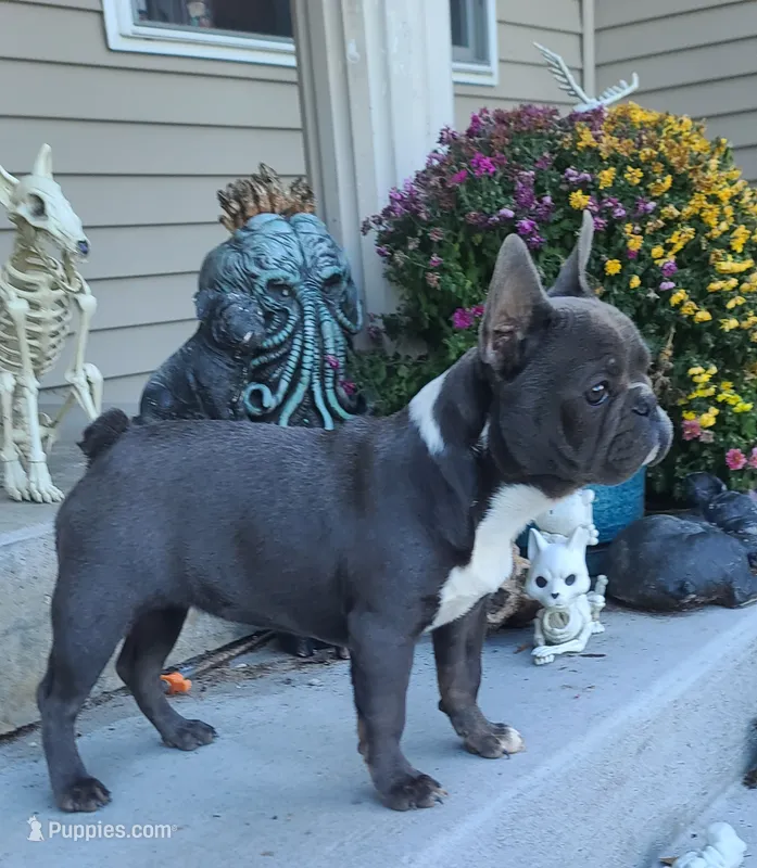 Toby – French Bulldog puppy on hold in Cairo, MO
