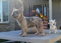Agatha DNA EmE kyky ayay dd merle, a female French Bulldog for sale in Cairo, MO – 3 of 6