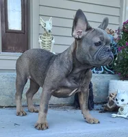 Penny, a female French Bulldog for sale in Cairo, MO – 3 of 3