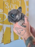Louise, a female French Bulldog for sale in Cairo, MO – 10 of 10