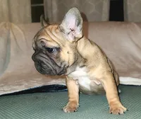 Thelma Bb, co, Dd, pinkx1, intx1, aya, a female French Bulldog for sale in Cairo, MO – 3 of 10