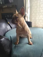Brain, a male French Bulldog for sale in Cairo, MO – 3 of 10